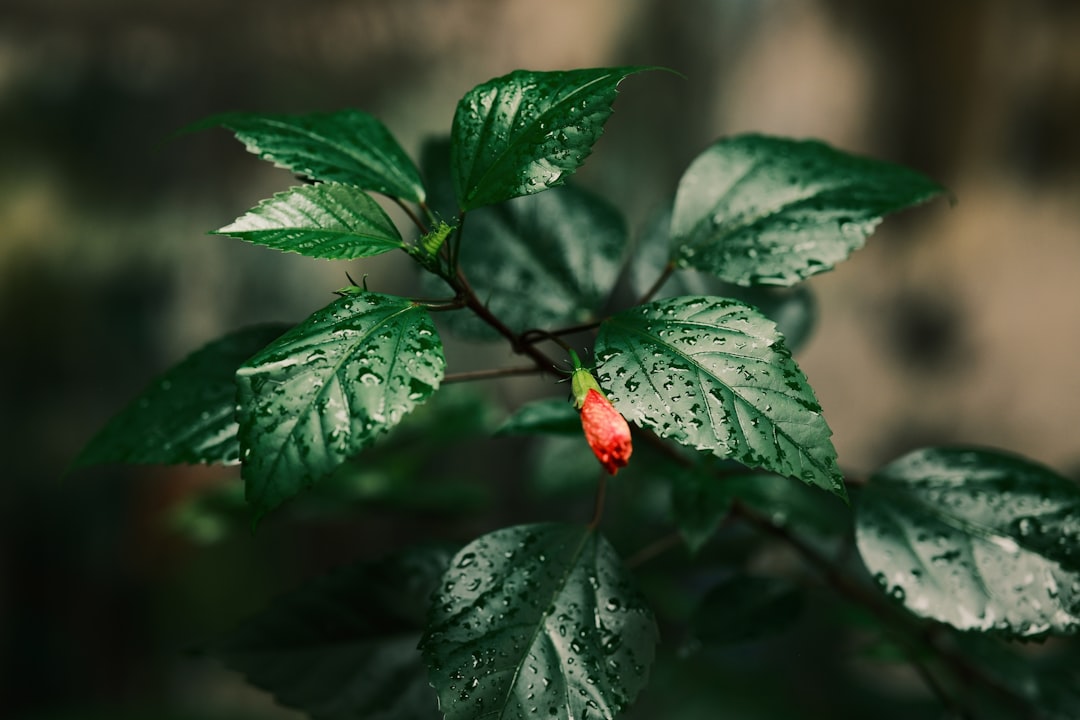 산양삼효능 참고 이미지 2